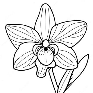 Sfhh Rng Amyzy Rkhydh Swrty Zryf 120557-55281